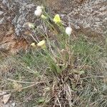 Crepis albida Hábito