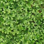 Selaginella kraussiana ഇല