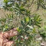 Baccharis dracunculifolia Frunză