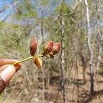 Commiphora pterocarpa Flor