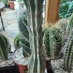 Euphorbia polygona Bark