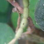 Desmodium intortum Frucht