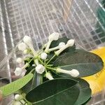 Stephanotis floribunda Çiçek