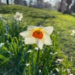 Narcissus × medioluteus Blomma