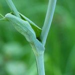 Laserpitium latifolium Escorça