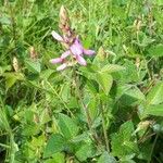 Desmodium intortum Blüte