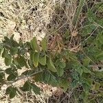 Indigofera schimperi 葉