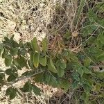 Indigofera schimperi Leaf