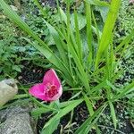 Tigridia pavonia Квітка