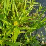 Lysimachia thyrsiflora Blad