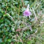 Epilobium parviflorum花