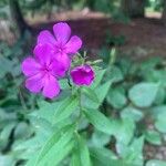 Phlox maculataFlor