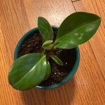 Peperomia obtusifoliaBlad