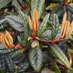 Rhododendron rugosum Leaf