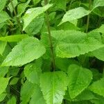 Helianthus divaricatus Blad