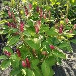 Phytolacca acinosa Libunga