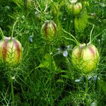 Nigella damascena Hedelmä