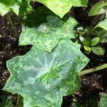 Podophyllum cv. 'Kaleidoscope' Folha