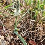 Chlorophytum africanum Folio