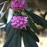 Rhododendron kesangiae Çiçek