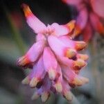 Platycapnos spicata Flower