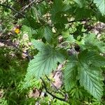 Ribes magellanicum Hoja