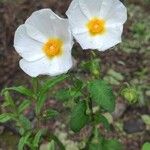 Cistus salviifoliusFlower