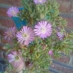 Drosanthemum hispidum 葉