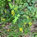 Cytisus nigricans Habit