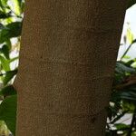 Magnolia garrettii Bark