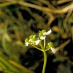 Sagittaria graminea फूल