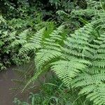 Hypolepis repens Leaf