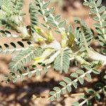 Astragalus trigonus Ostatní