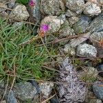 Armeria multiceps Квітка