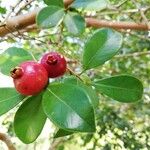 Psidium cattleyanum ഫലം