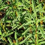 Cistus × purpureus Blad