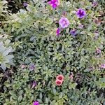 Calibrachoa parviflora Fleur