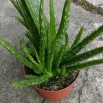 Aloe vera var. chinensisList