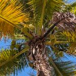Cocos nucifera Fruto