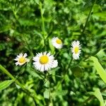 Erigeron strigosus Muhl. ex Willd.Цветок