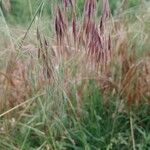 Bromus tectorum Gyümölcs