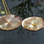 Nuphar pumila पत्ता