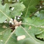 Quercus pubescens Blomst