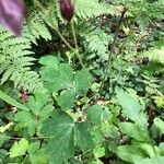 Aquilegia atrata Leaf