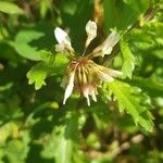 Trifolium pallescens Flower