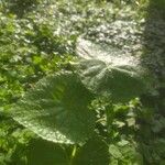 Spananthe paniculata Leaf