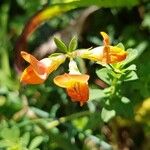 Lotus corniculatusFlor