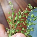 Lepidium campestre Fruit