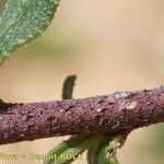 Echium tuberculatum 樹皮