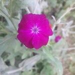 Silene banksia Fiore